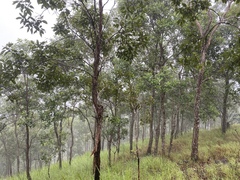 Lophostemon suaveolens