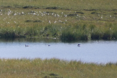 Gavia stellata