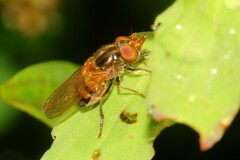 Rhingia nasica