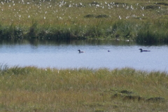 Gavia stellata