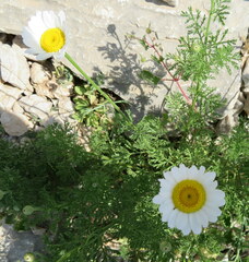 Glebionis coronaria