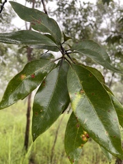 Lophostemon suaveolens