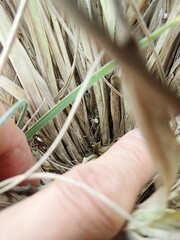 Sidymella trapezia