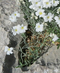 Cerastium tomentosum