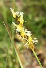 Carex bicknellii