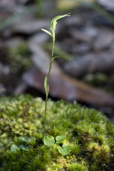 Pterostylis trullifolia