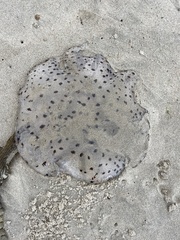 Desmonema gaudichaudi