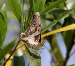 Doxocopa laure laure