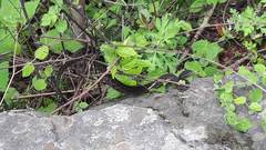 Gloydius himalayanus