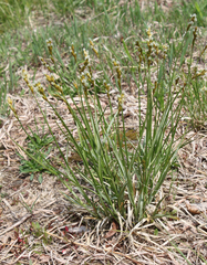 Carex bicknellii