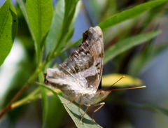 Doxocopa laure laure