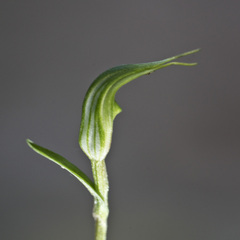 Pterostylis trullifolia