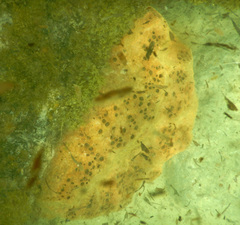 Asteropus
