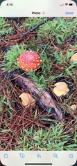 Amanita muscaria flavivolvata