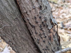 Biscogniauxia marginata