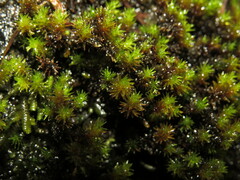 Racomitrium aciculare