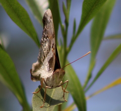 Doxocopa laure laure
