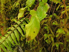 Valeriana sitchensis