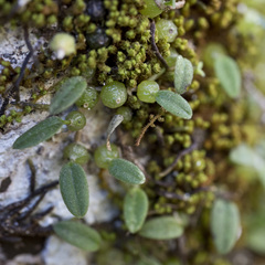 Bulbophyllum pygmaeum