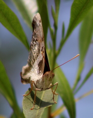Doxocopa laure laure