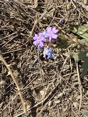 Glandularia wrightii