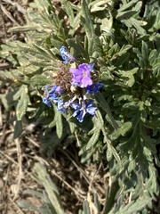 Glandularia wrightii