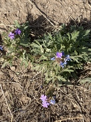Glandularia wrightii