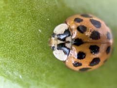 Harmonia axyridis