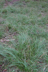 Carex cherokeensis