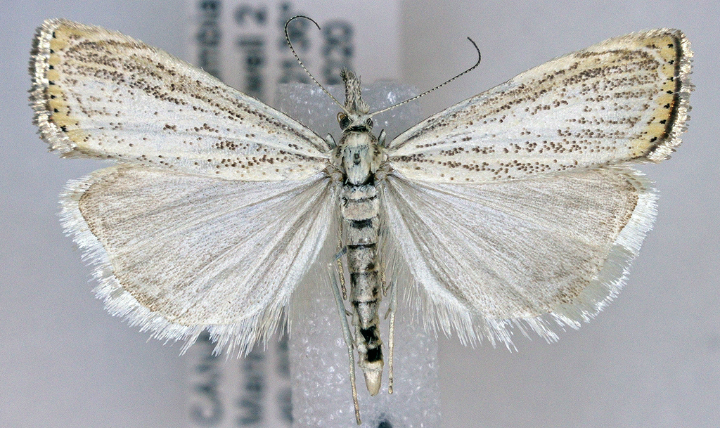 Agriphila plumbifimbriellus