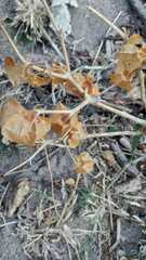 Physalis nicandroides