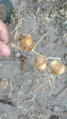 Physalis nicandroides