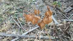 Physalis nicandroides
