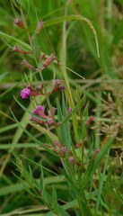 Lythrum virgatum