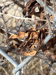 Mimosa aculeaticarpa