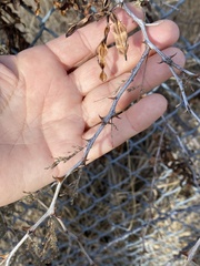 Mimosa aculeaticarpa