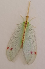Norfolius howensis