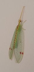 Norfolius howensis
