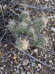 Echinocereus enneacanthus enneacanthus