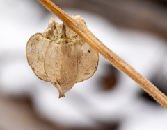 Physalis neomexicana