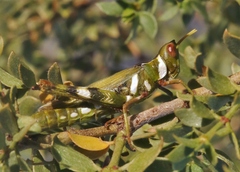 Bootettix argentatus