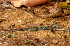 Pholidoscelis exsul