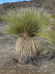 Yucca elata