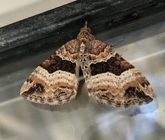 Chrysolarentia lucidulata
