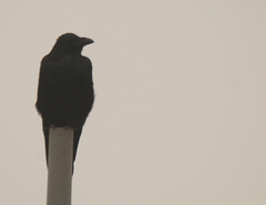 Corvus corone orientalis