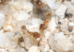 Pheidole yaqui