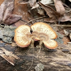 Microporellus obovatus