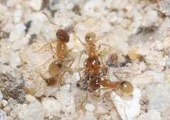 Pheidole yaqui