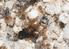 Pheidole yaqui