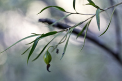 Dendrobium cunninghamii